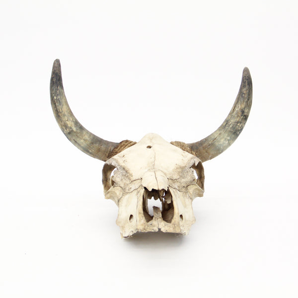 Bison Skull