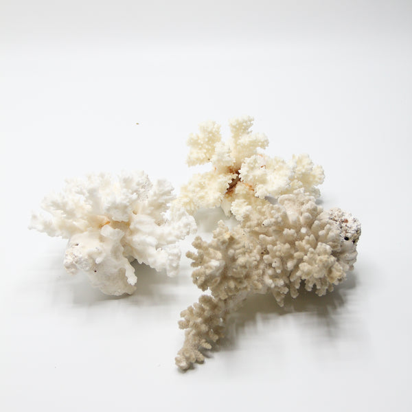 White Coral