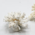 White Coral