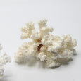 White Coral