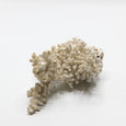 White Coral