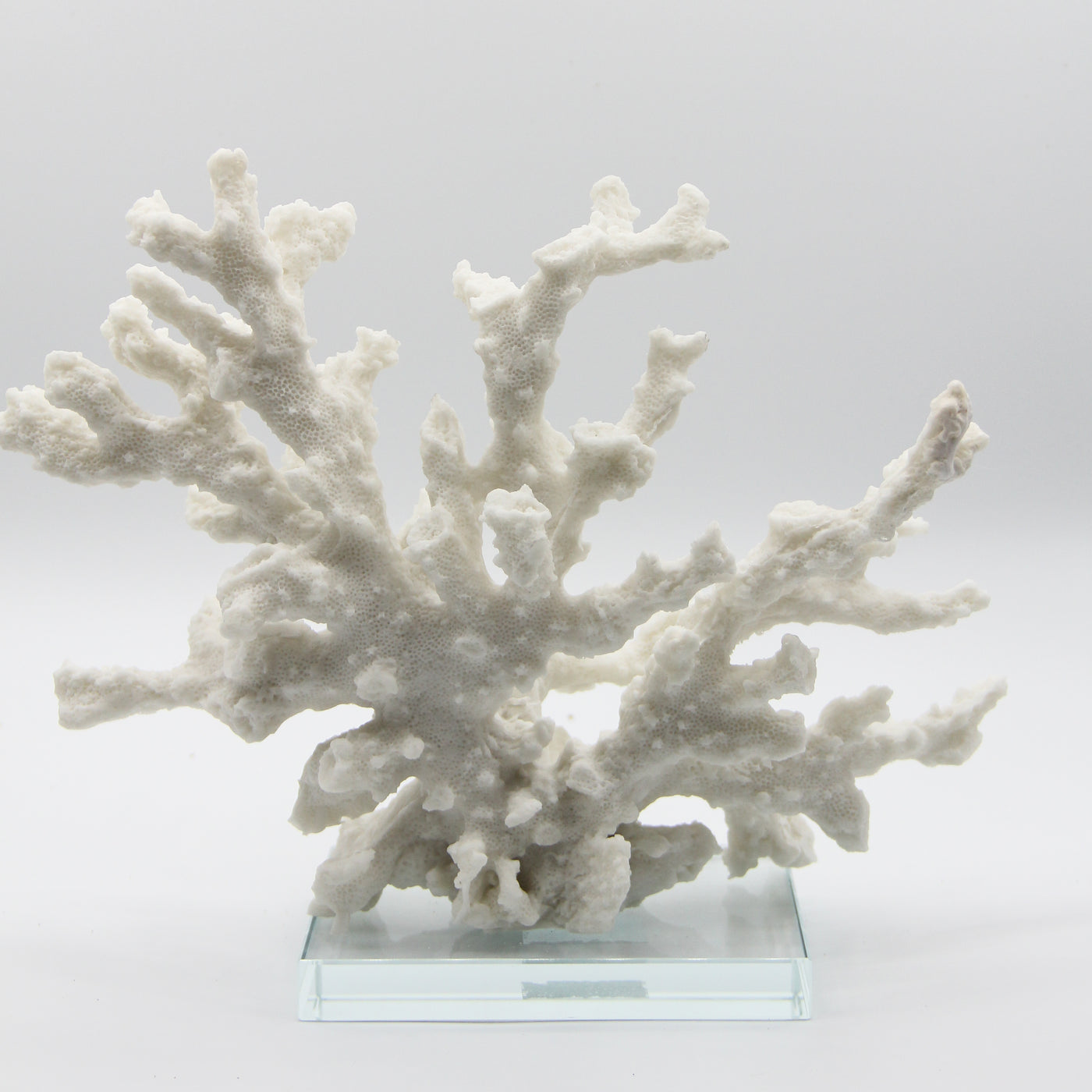 Branching Coral