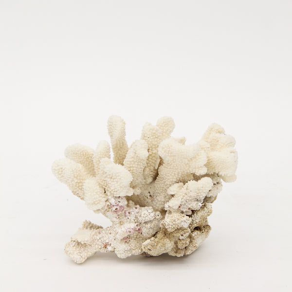 Cats Paw Coral